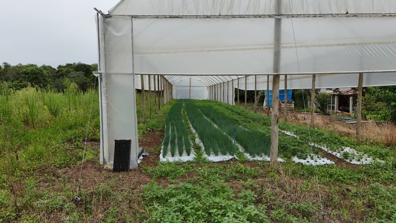 Interior da estufa túnel: estrutura de madeira e cobertura plástica sobre canteiros com mudas de cebolinha e hortaliças folhosas em linhas, com mulching e irrigação.