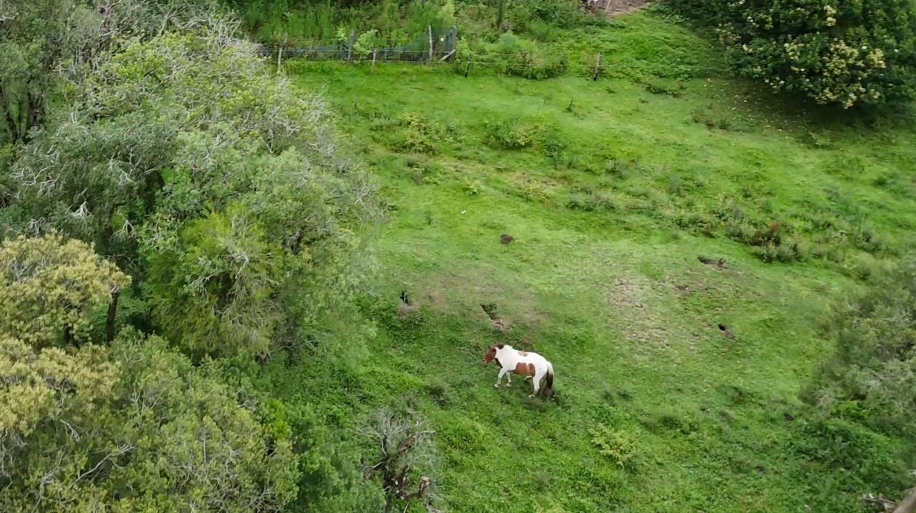Cavalo pastando em área de pastagem verde e plana da propriedade, junto à cerca e a árvores adultas que fazem sombra.