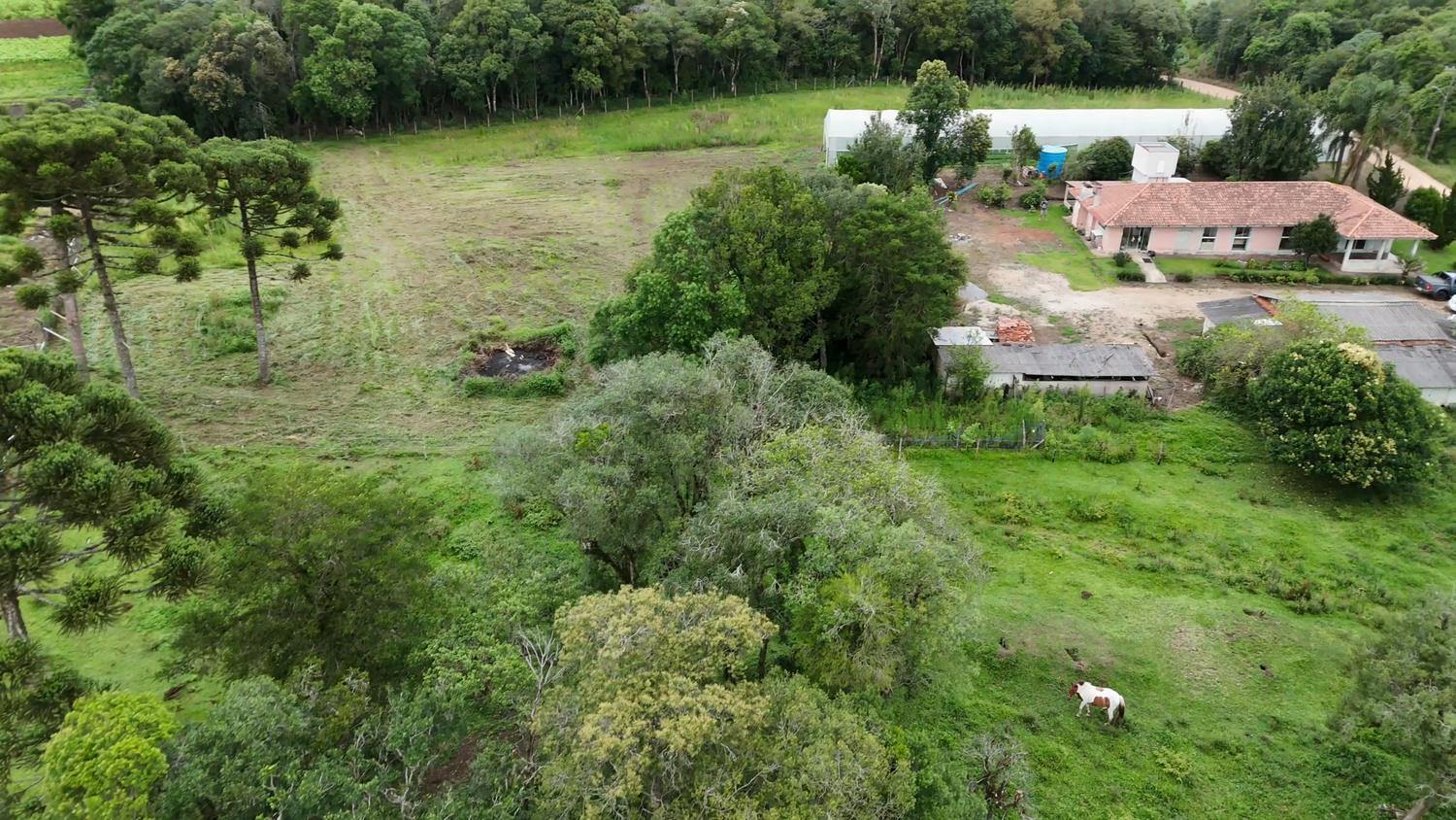 Vista aérea da propriedade: extensa área plana de pastagem e terreno limpo, araucárias adultas à esquerda, casa sede e estufa ao fundo à direita, com um cavalo pastando.